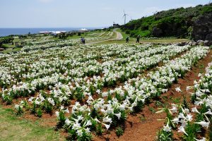 伊江島ユリ祭り