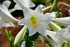 伊江島ユリ祭り