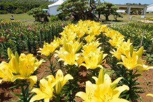 伊江島ユリ祭り